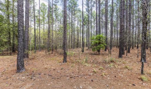 Photo #53 of 215 Cameron Camp, Cameron, NC 900.0 acres