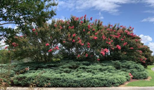 Crepe Myrtle 1