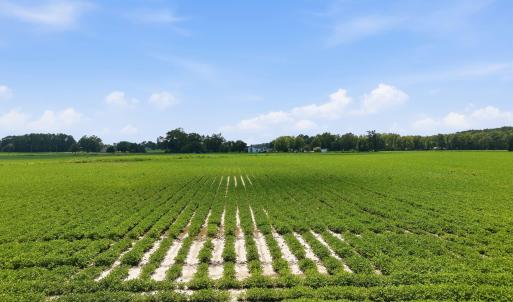 Photo #14 of 1175 Laurie Ellis, Winterville, NC 41.2 acres