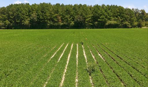 Photo #13 of 1175 Laurie Ellis, Winterville, NC 41.2 acres
