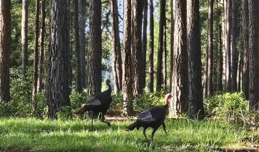 Photo #17 of Wl33 E Waterway Drive (Wl33), Belhaven, NC 5.5 acres