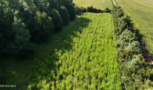 Photo #30 of 5200 Kershaw, Oriental, NC 122.8 acres