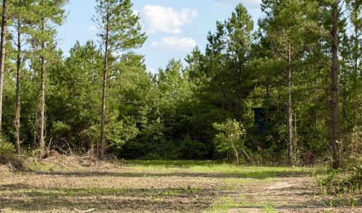 Photo #13 of 2310 Devils Racetrack, Four Oaks, NC 99.6 acres