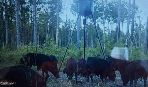 Photo #78 of 2310 Devils Racetrack, Four Oaks, NC 99.6 acres