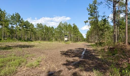 Photo #9 of 2310 Devils Racetrack, Four Oaks, NC 99.6 acres