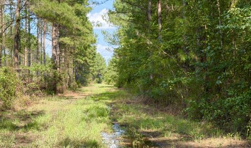 Photo #12 of 2310 Devils Racetrack, Four Oaks, NC 99.6 acres