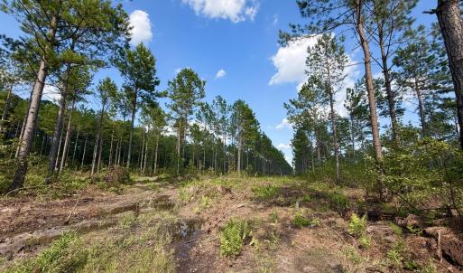 Photo #5 of 2310 Devils Racetrack, Four Oaks, NC 99.6 acres