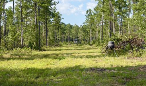 Photo #11 of 2310 Devils Racetrack, Four Oaks, NC 99.6 acres