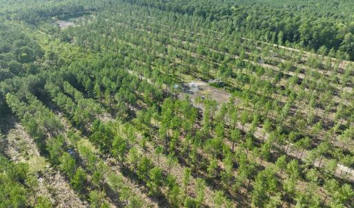 Photo #48 of 2310 Devils Racetrack, Four Oaks, NC 99.6 acres