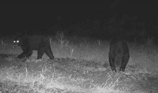 Photo #79 of 2310 Devils Racetrack, Four Oaks, NC 99.6 acres