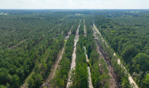 Photo #39 of 2310 Devils Racetrack, Four Oaks, NC 99.6 acres