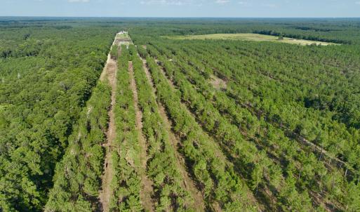 Photo #56 of 2310 Devils Racetrack, Four Oaks, NC 99.6 acres