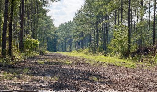 Photo #15 of 2310 Devils Racetrack, Four Oaks, NC 99.6 acres
