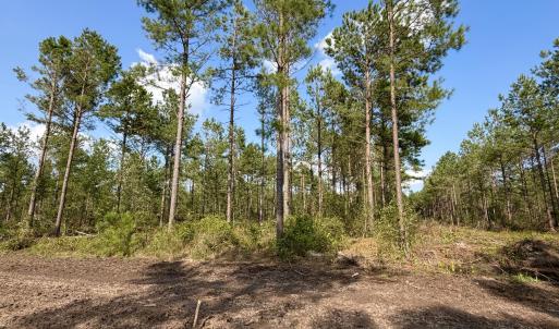 Photo #14 of 2310 Devils Racetrack, Four Oaks, NC 99.6 acres