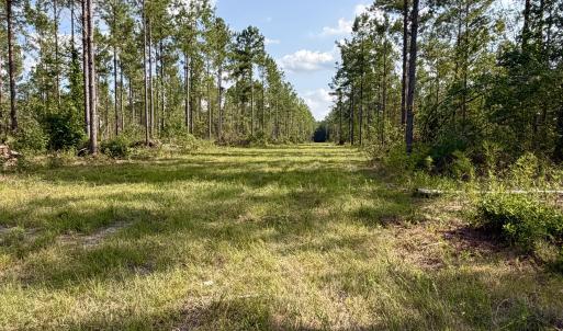 Photo #10 of 2310 Devils Racetrack, Four Oaks, NC 99.6 acres