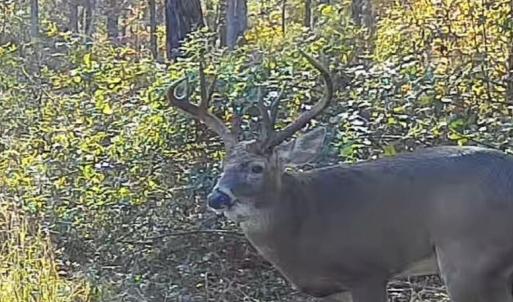 Photo #81 of 2310 Devils Racetrack, Four Oaks, NC 99.6 acres