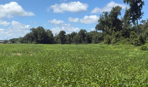 Photo #3 of 6514 Princess Ann, Evergreen, NC 19.6 acres