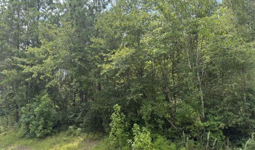 Photo #12 of Stilley Town, Edward, NC 42.0 acres