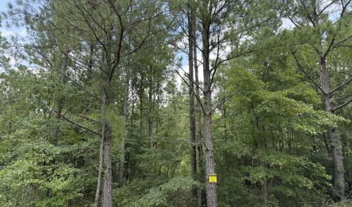 Photo #16 of Stilley Town, Edward, NC 42.0 acres