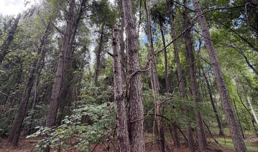 Photo #5 of Mills, Goldsboro, NC 15.8 acres