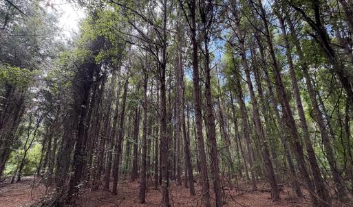 Photo #7 of Mills, Goldsboro, NC 15.8 acres