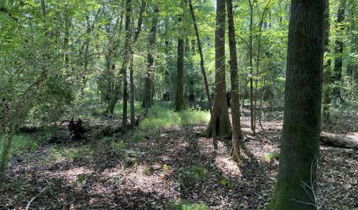 Photo #22 of Tbd Martin Luther King Junior, Bladenboro, NC 13.5 acres