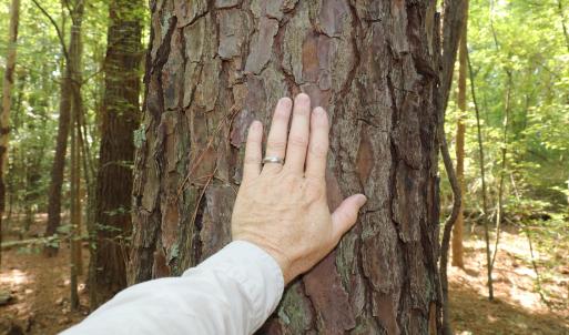 Photo #8 of Tbd Martin Luther King Junior, Bladenboro, NC 13.5 acres