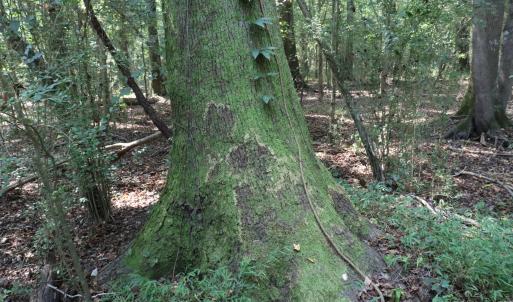 Photo #17 of Tbd Martin Luther King Junior, Bladenboro, NC 13.5 acres
