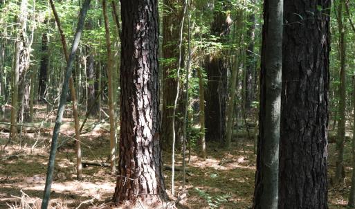 Photo #9 of Tbd Martin Luther King Junior, Bladenboro, NC 13.5 acres