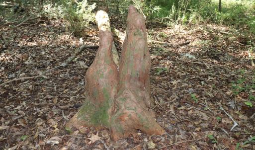 Photo #19 of Tbd Martin Luther King Junior, Bladenboro, NC 13.5 acres