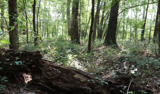 Photo #13 of Tbd Martin Luther King Junior, Bladenboro, NC 13.5 acres