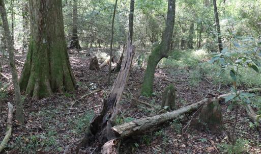 Photo #18 of Tbd Martin Luther King Junior, Bladenboro, NC 13.5 acres