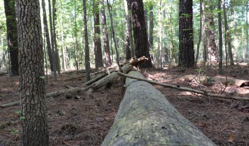 Photo #12 of Tbd Martin Luther King Junior, Bladenboro, NC 13.5 acres