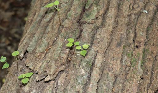 Photo #16 of Tbd Martin Luther King Junior, Bladenboro, NC 13.5 acres