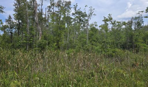Photo #6 of Elementary School, Columbia, NC 275.0 acres