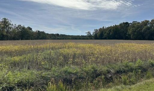 Photo #1 of 721 Joe Piver, Chadbourn, NC 89.5 acres