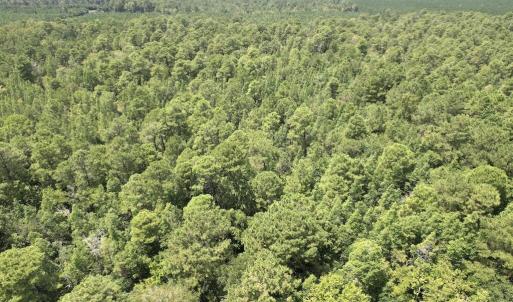 Photo #34 of Ward Town, Whiteville, NC 70.4 acres