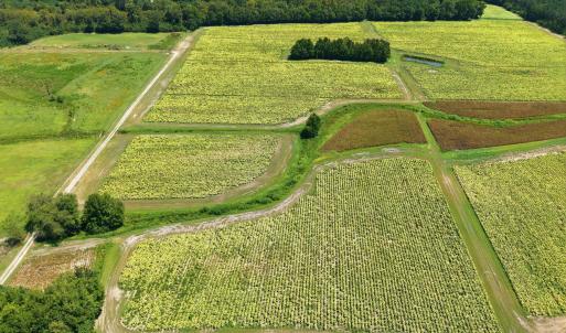 Photo #8 of Carolina 43, Macclesfield, NC 50.0 acres