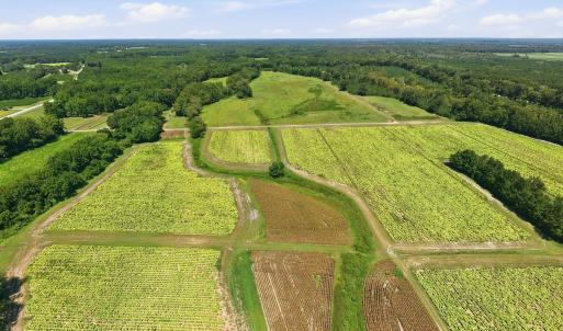 Photo #9 of Carolina 43, Macclesfield, NC 50.0 acres