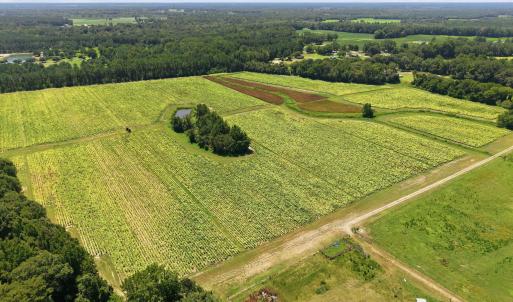 Photo #6 of Carolina 43, Macclesfield, NC 50.0 acres