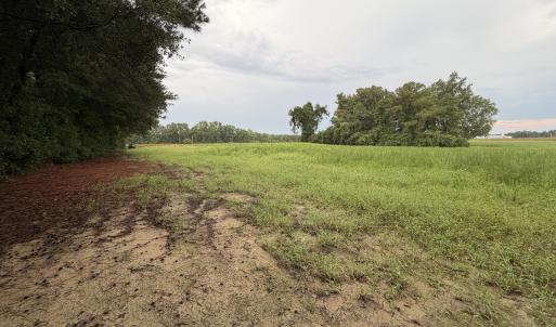 Photo #9 of Lot 9 Point Caswell Road, Willard, NC 11.0 acres