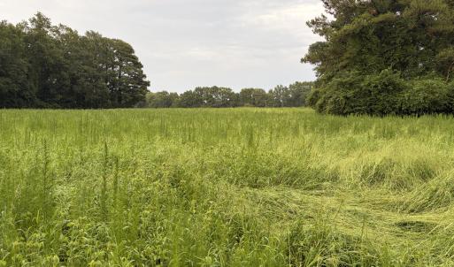 Photo #10 of Lot 9 Point Caswell Road, Willard, NC 11.0 acres