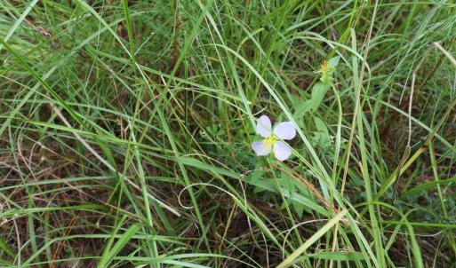 Photo #21 of Tbd River Haven, Harrells, NC 3.1 acres