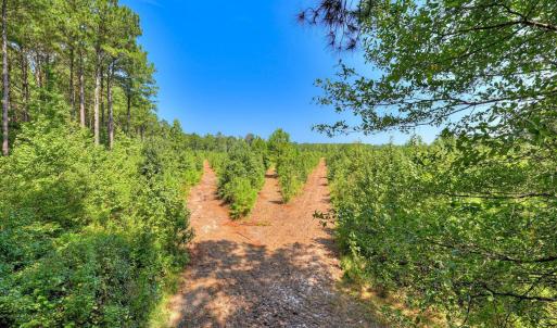 Photo #16 of 170 Landing, Jackson, SC 143.8 acres