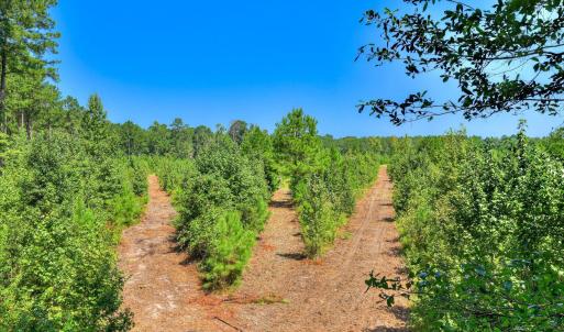 Photo #17 of 170 Landing, Jackson, SC 143.8 acres