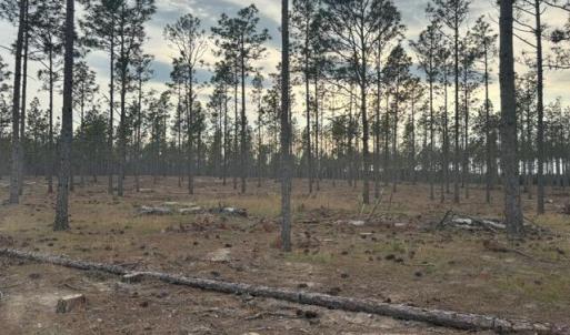 Photo #15 of 1613 Derby Rd, Jackson Springs, NC 343.0 acres