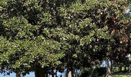 Photo #5 of 325 Trelawney, Wilmington, NC 0.3 acres