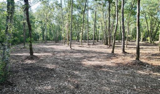 Photo #18 of Guinea Mill, Ernul, NC 461.4 acres