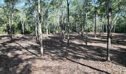 Photo #16 of Guinea Mill, Ernul, NC 461.4 acres