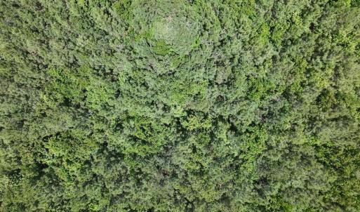 Photo #31 of Guinea Mill, Ernul, NC 461.4 acres